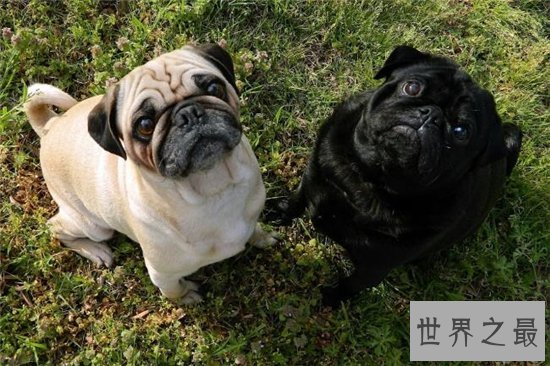 八哥狗好养吗?天性爱干净性格温顺好饲养