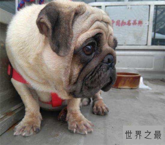 八哥狗好养吗?天性爱干净性格温顺好饲养