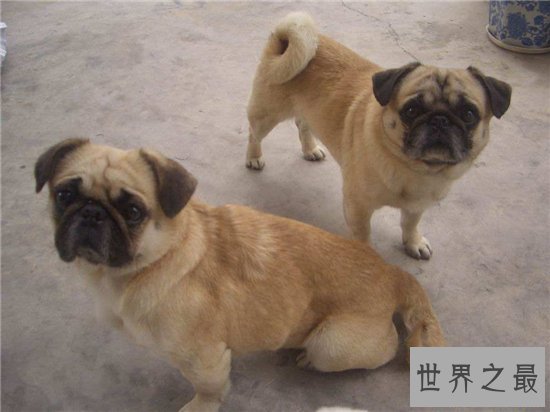 八哥狗好养吗?天性爱干净性格温顺好饲养