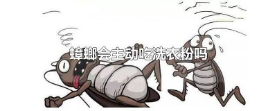 ​蟑螂真会去吃洗衣粉吗视频 蟑螂真会去吃洗衣粉吗为什么