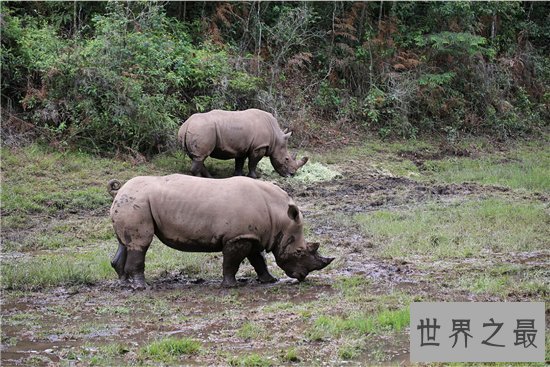 中国犀牛在清朝已全部灭绝 尼泊尔送两只独角犀牛作回礼