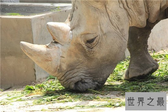 中国犀牛在清朝已全部灭绝 尼泊尔送两只独角犀牛作回礼