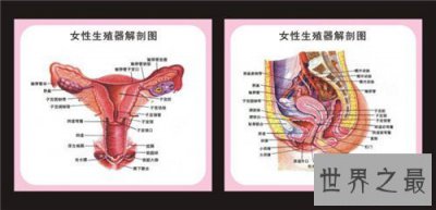 ​生殖图女性构造介绍 女性生殖器包含哪些部分