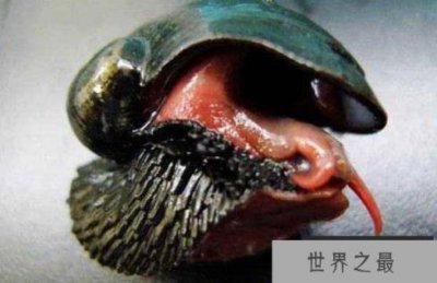 ​世界上什么动物壳最硬：连子弹都无法打穿
