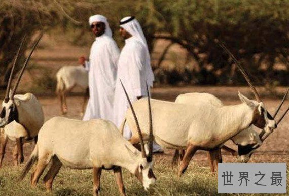 阿联酋最大自然岛屿,施而班尼亚斯岛让你感受阿联酋的原野气息