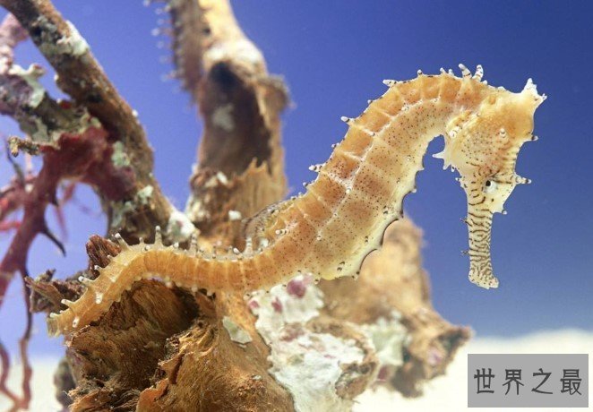 世界上最大的海马,这只海马长达34厘米