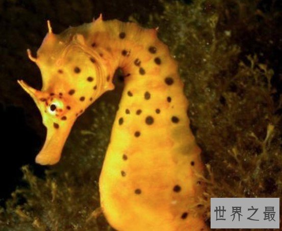 世界上最大的海马,这只海马长达34厘米