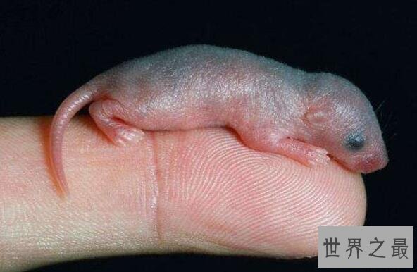 中国十大禁菜之老鼠三吱儿,最恶心的美食(生吃老鼠)