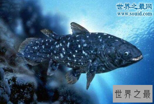 生物界十大活化石,鹦鹉螺5亿年前停止了进化