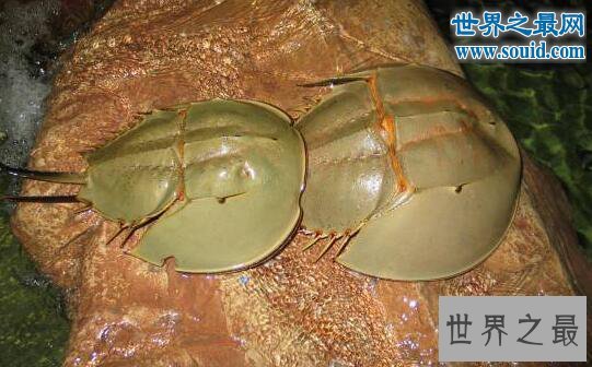 生物界十大活化石,鹦鹉螺5亿年前停止了进化