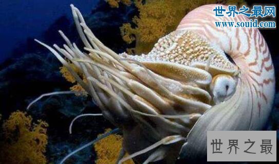 生物界十大活化石,鹦鹉螺5亿年前停止了进化