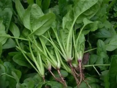 ​峥嵘是什么意思（时光荏苒,岁月峥嵘是什么意思）