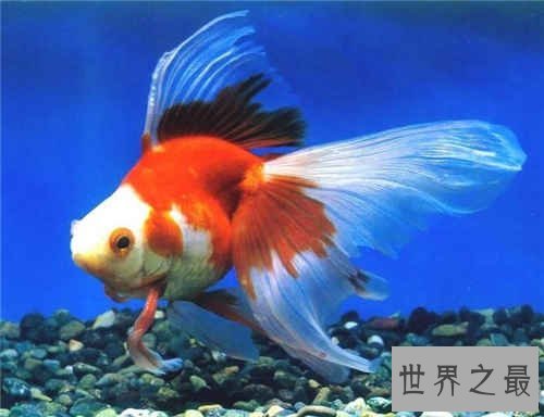 梦见抓鱼是什么意思，梦见抓鱼详细解梦分析