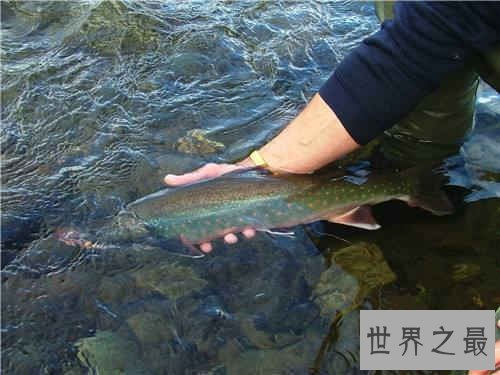 梦见抓鱼是什么意思，梦见抓鱼详细解梦分析