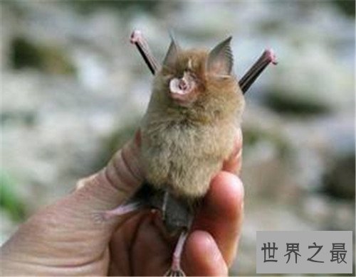 中华菊花蝠是SARS病毒传播源头 潜在多种病毒危害