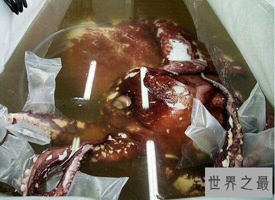 世界上最大的无脊椎动物大王酸浆鱿 体型庞大不可食用