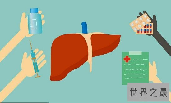 肝在什么位置?肝不好该如何调理?进来告诉你答案