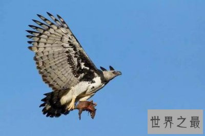 ​最帅侧颜与最大体型并存的鹰——角雕