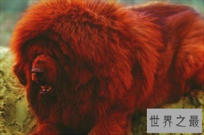 ​纯红藏獒成为富豪新宠，看家护院的不二选择