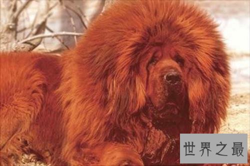 纯红藏獒成为富豪新宠，看家护院的不二选择