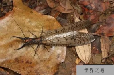 ​世界上最会测水质的昆虫：一旦水质污染，就会自己消失