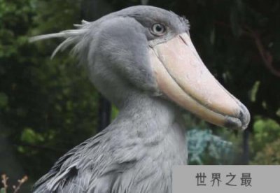 ​世界上头最大的鸟：鲸头鹳仅存8000只