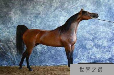 ​世界十大最贵的马 第一世界最古老价值十万美元
