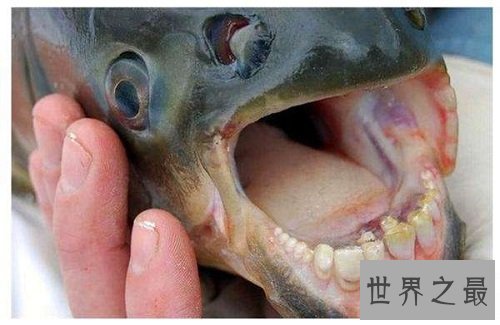 “蛋蛋”被鱼咬伤的两名男子，成就了“切蛋鱼”的美名