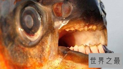 “蛋蛋”被鱼咬伤的两名男子，成就了“切蛋鱼”的美名