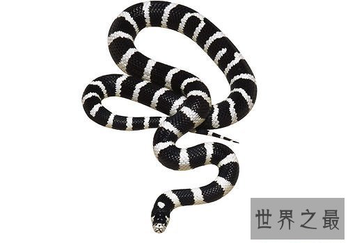 金环蛇入围中国十大毒蛇三甲