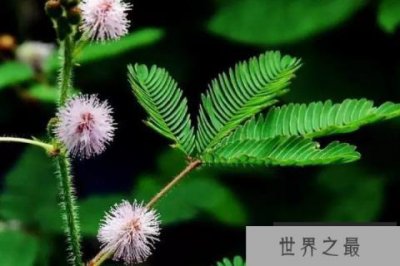 ​家庭不宜养的十大不吉利花：昙花第七，夹竹桃居第三