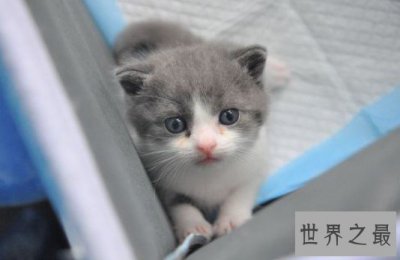 ​国内第一只克隆猫诞生，为了纪念已经过世的宠物猫