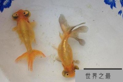 ​中国十大名贵金鱼 玉印头鱼上榜，第五有“鸿运当头”的寓意