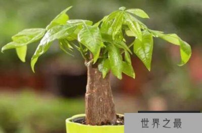 ​十种旺财又旺宅的植物，你家养了哪种植物？