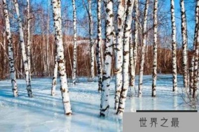 ​世界最耐寒的十大树木品种，白桦上榜，第二是中国十大名花之首