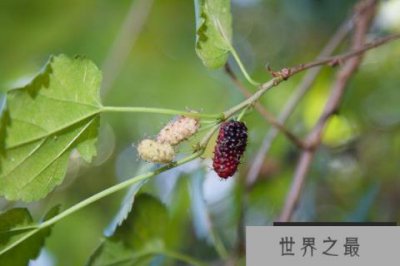 ​家里不可以种的树有哪些？家里不能种的十种树