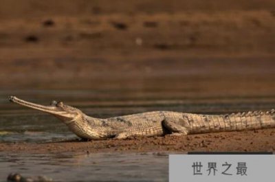 ​世界体型最大的十大鳄鱼，美洲鳄上榜，第二是世界最大的爬行动物