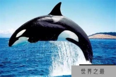 ​世界十大最凶猛动物 河马一口能咬死鳄鱼，猎人最怕巨型野猪