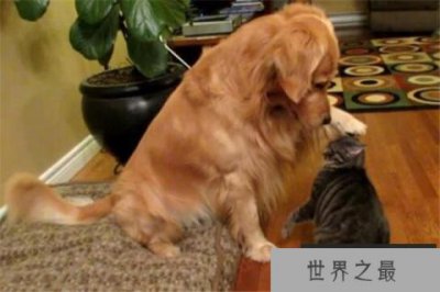 ​世界十大名狗排名 拉布拉多很讨人喜欢，牧羊犬大多成了警犬