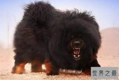 ​世界凶悍名犬排行榜 杜高犬上榜，第一原产于中国