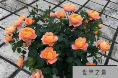 ​十大勤花月季，奥斯汀多款月季上榜，第一是最常见阳台月季