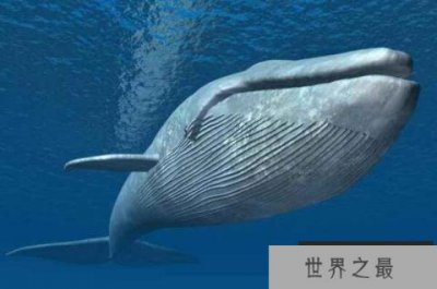 ​十大深海神秘巨型生物 抹香鲸上榜，第一是地球最大动物