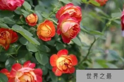 ​月季十大最受欢迎品种，瑞典女王上榜，第四的花朵呈蓝紫色