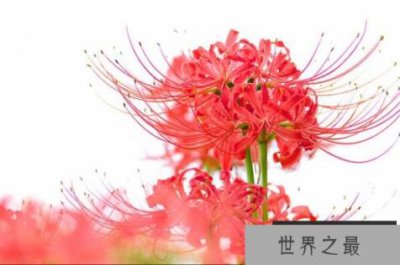 ​世界十大有毒的花 郁金香上榜,第一根茎都有毒