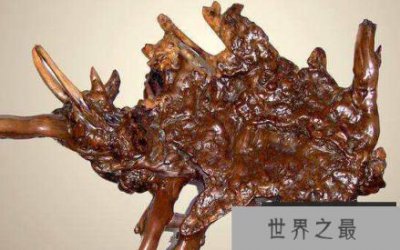 ​世界上最古老的树根是9500年，并继续生长
