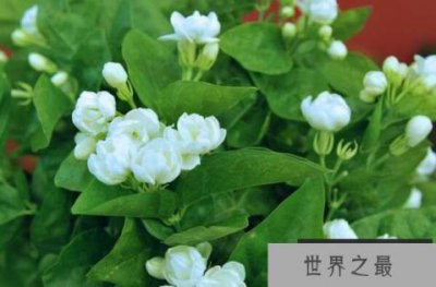 ​最适合放卧室的十种花 长寿花上榜，第六被誉为“生命之花”