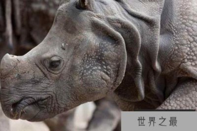 ​世界上十大珍稀动物:大熊猫只排第六，第一名几近灭绝