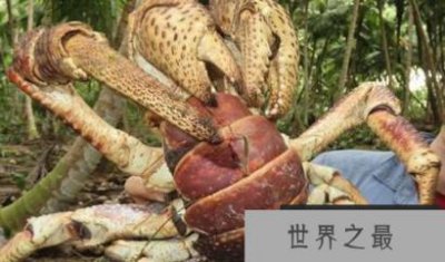 ​世界上最大的椰子蟹是最大的陆生动物