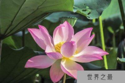 ​10种代表夏天的植物：白兰花上榜。荷花夺冠