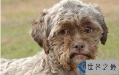 ​世界上长得最像人的狗,长相太像人而没人敢收养